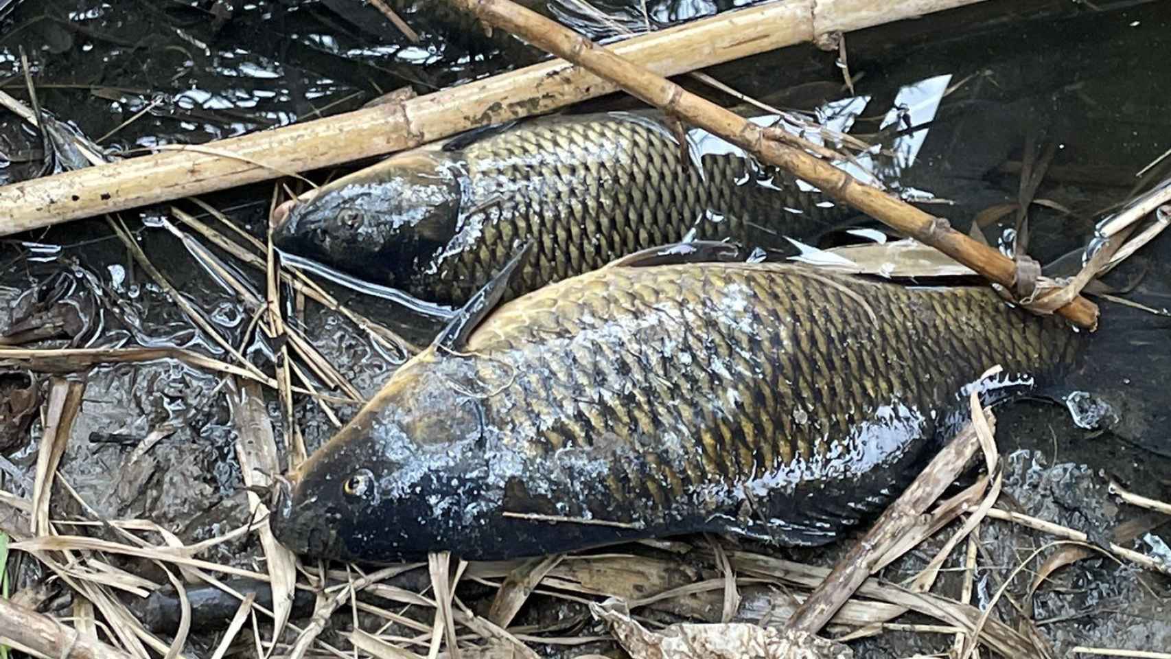 Peces muertos en el río Besòs / ADF