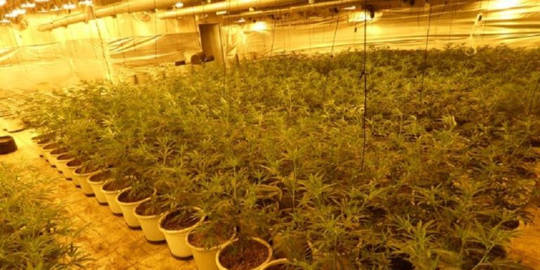 Las más de 500 plantas de marihuana incautadas en Badalona / MOSSOS D'ESQUADRA