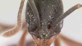 Imagen de una 'B. chinensis', la temida hormiga asiática que investigadores de Barcelona han descubierto por primera vez en Europa / WIKIMEDIA COMMONS
