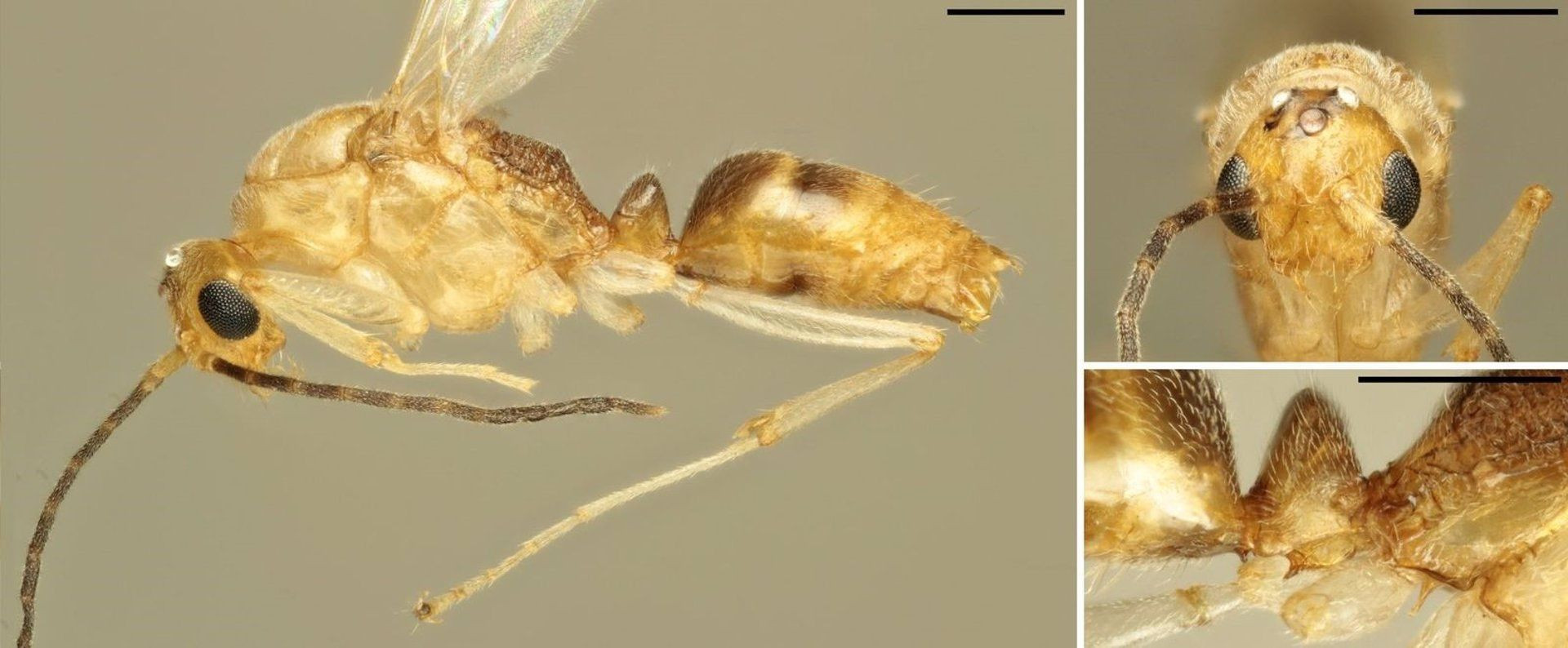 Imagen de la peligrosa hormiga macho 'B. chinensis' encontrada en 2020 en Italia / ROGER VILA