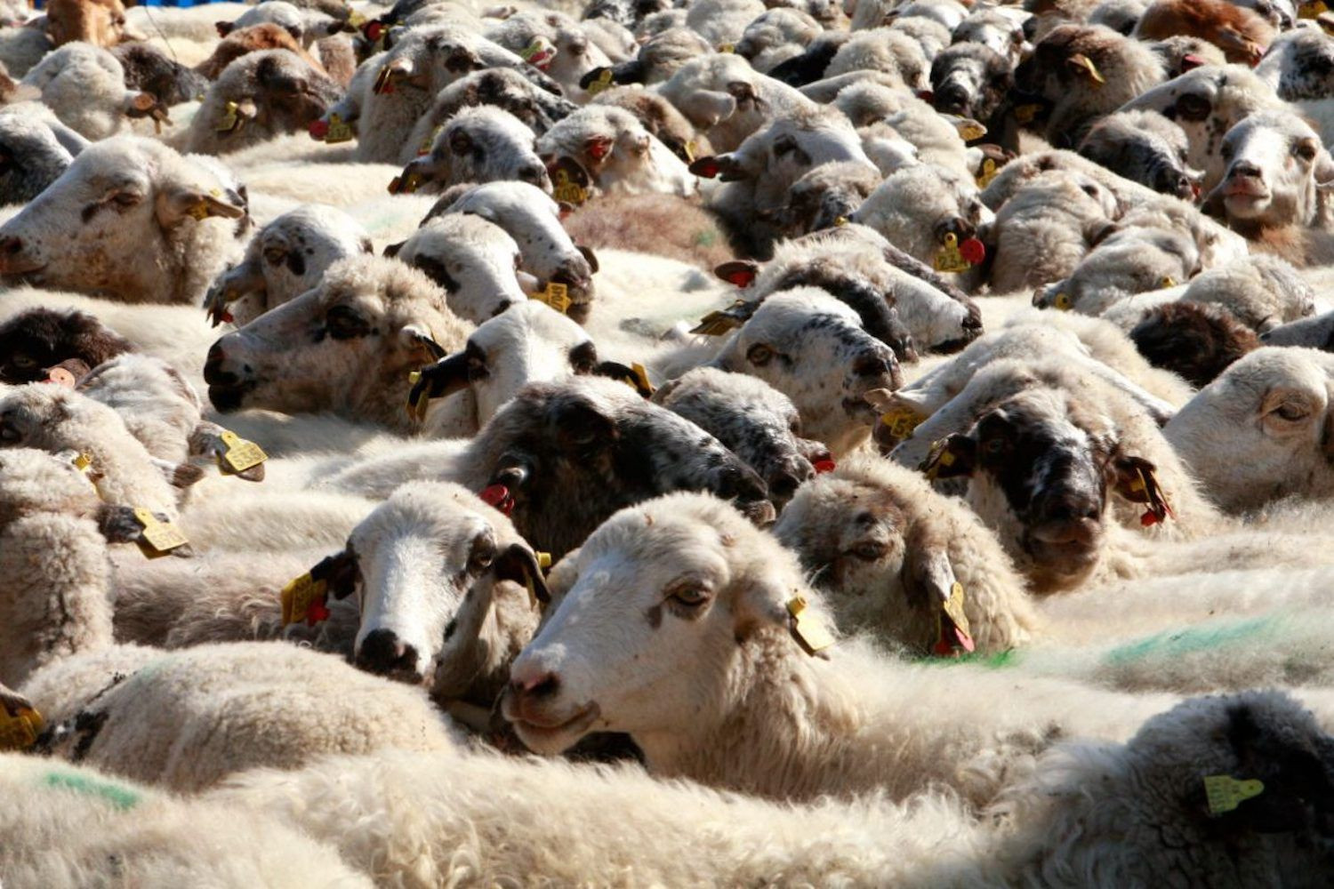 Un rebaño de ovejas en una imagen de archivo / EFE