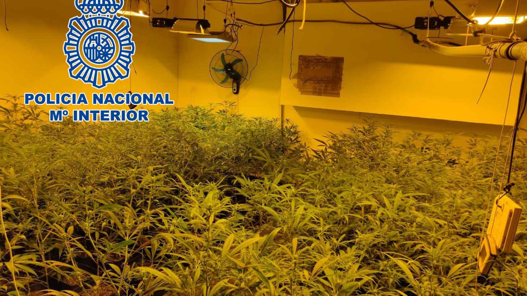 Una de las plantaciones de marihuana desmanteladas en la operació contra un clar familiar de narcotraficantes en el Vallès / POLICÍA NACIONAL