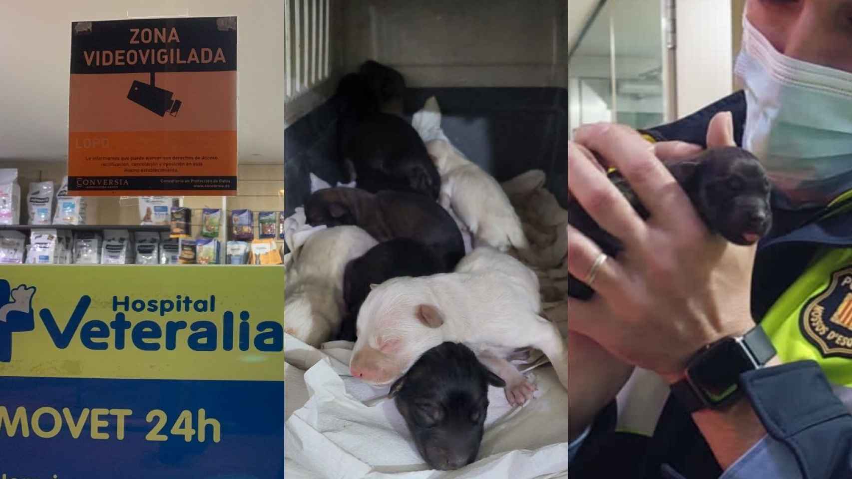 Los ocho cachorros abandonados  que fueron rescatados de un contenedor de Mollet del Vallès / CEDIDAS