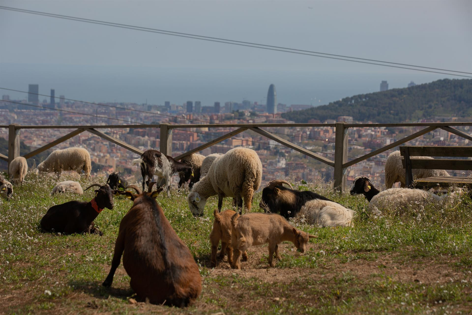 Un grupo de ovejas y cabras pasta cerca del Mirador de Montbau, a 6 de abril de 2022, en Barcelona / David Zorrakino - Europa Press