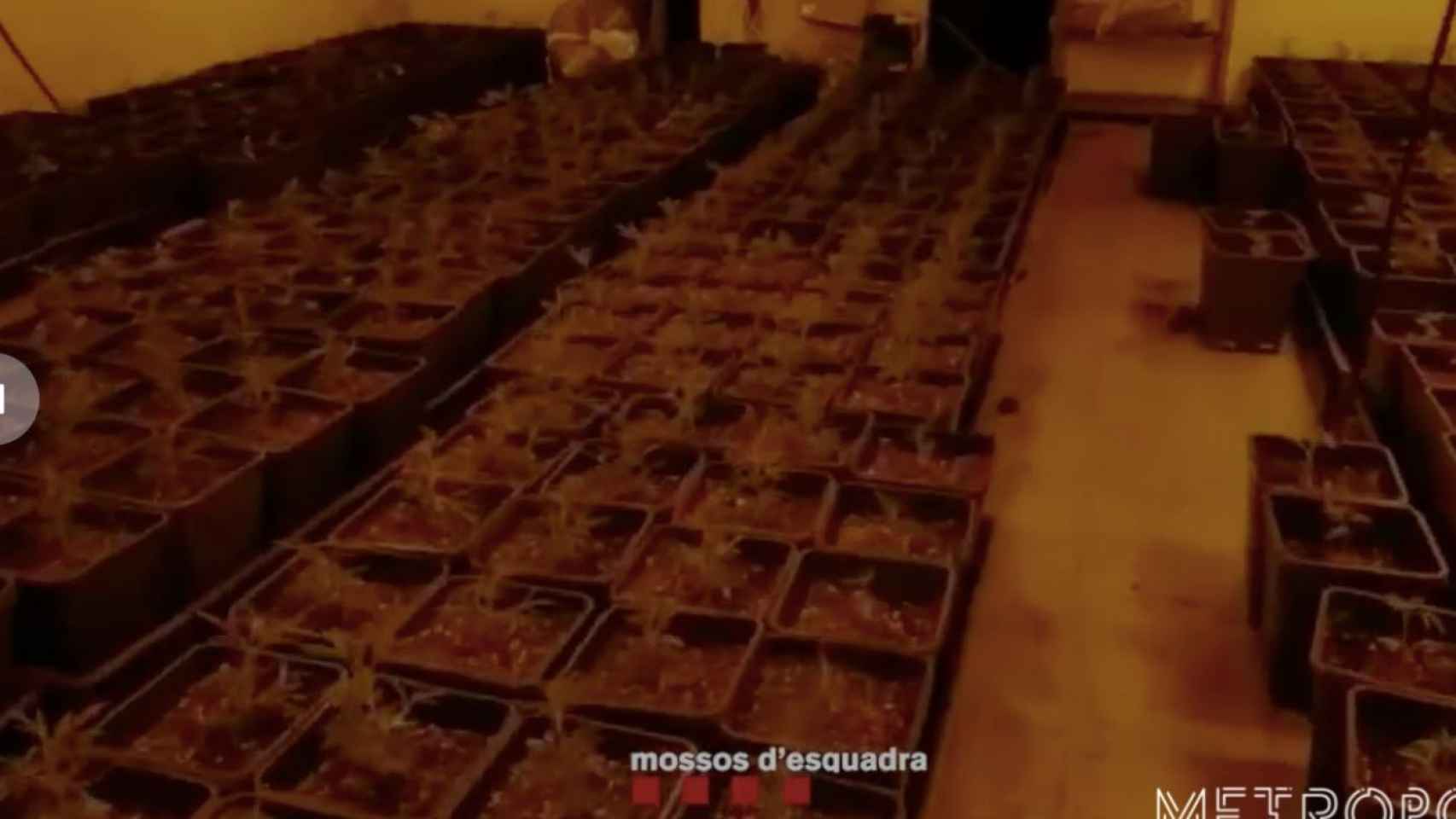 Plantación de marihuana desmantelada en Sant Martí / MOSSOS