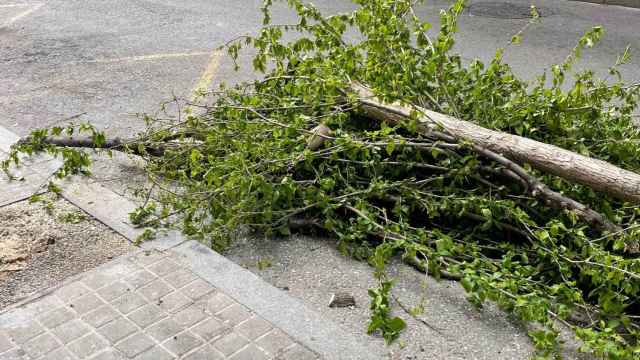 Árbol talado en L'Hospitalet / L'HOSPITALET VERD