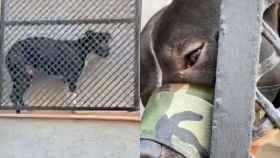 Capturas del vídeo del perro aprisionado en Barcelona / INSTAGRAM