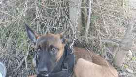 Uno de los perros abandonados en abril, atado a un poste / SOCIETAT PROTECTORA D'ANIMALS DE MATARÓ