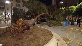 El pino caído sobre la plaza del Ayuntamiento de L'Hospitalet de Llobregat / CEDIDA