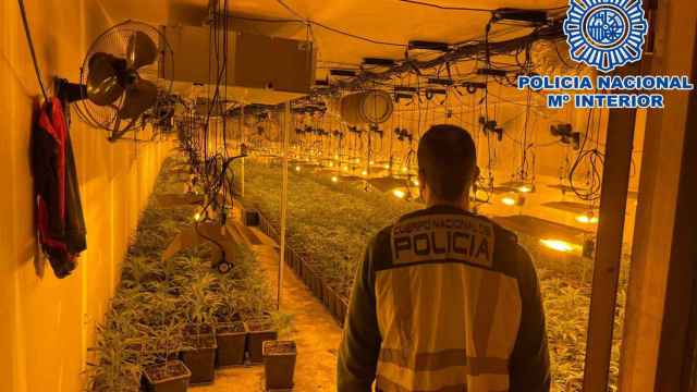 Un agente de la Policía Nacional en la plantación de marihuana desmantelada en una nave industrial de Sabadell / POLICÍA NACIONAL
