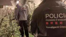 Plantación de marihuana en Montcada / MOSSOS