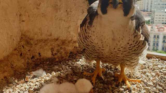 Halcones peregrinos que han nacido en la Sagrada Família y su madre / GALATHUS