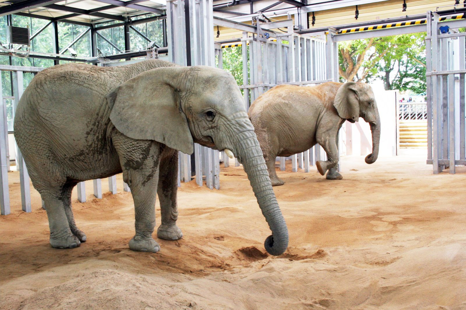 Dos de las elefantas del Zoo de Barcelona / ZOO DE BARCELONA