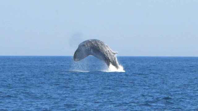 Captan el salto de una ballena en la costa de Barcelona / MAR A LA VISTA