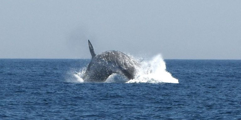 Captan el salto de una ballena en la costa de Barcelona / MAR A LA VISTA