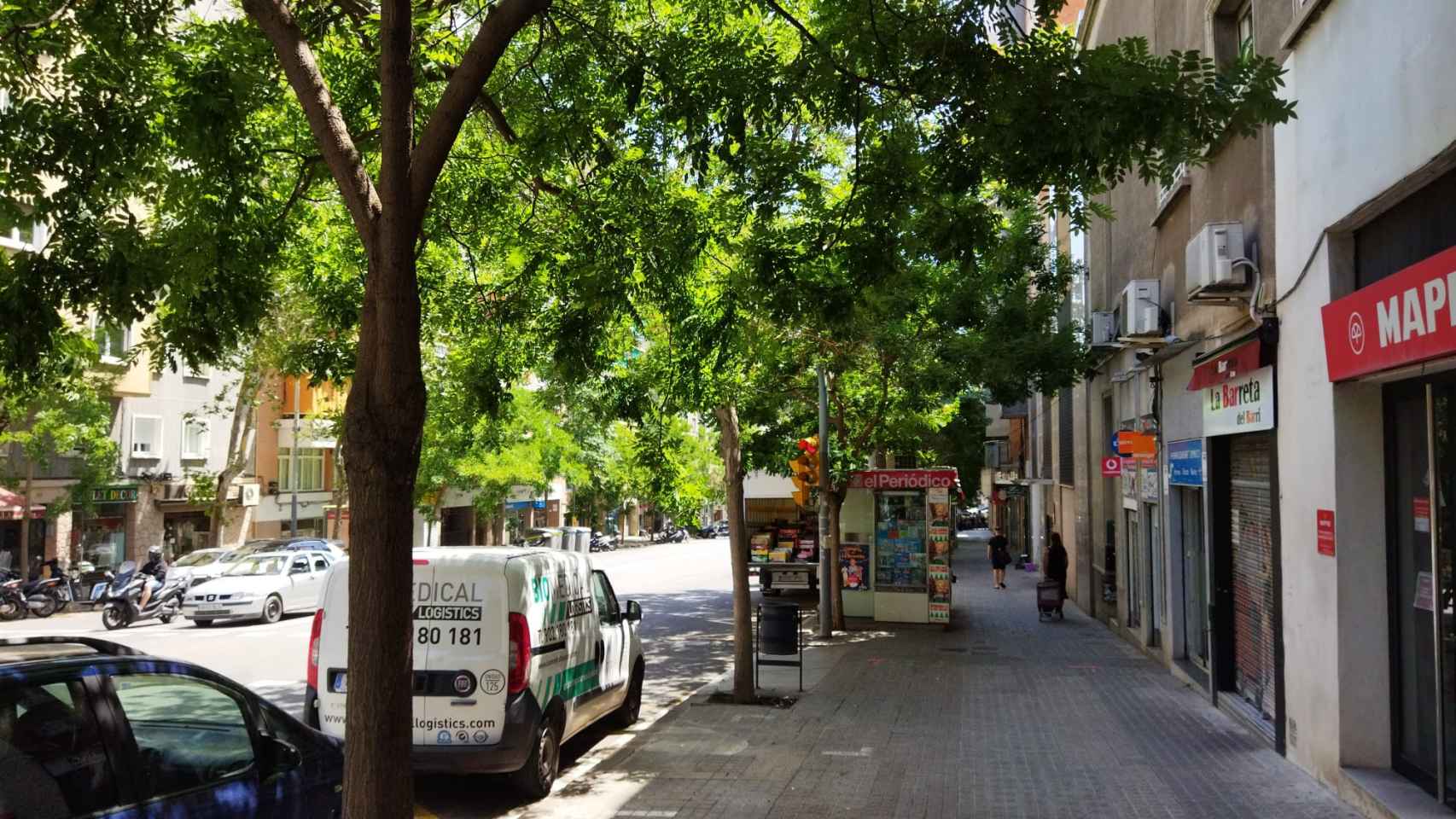 Una acera llena de árboles en Barcelona / METRÓPOLI