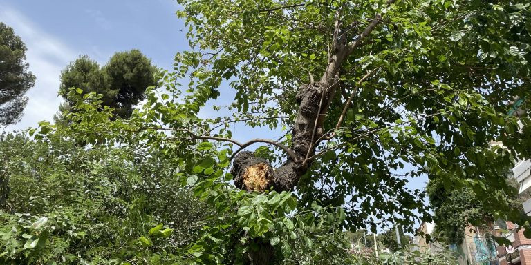 Trozo del árbol del Guinardó al que se le ha roto la rama / METRÓPOLI