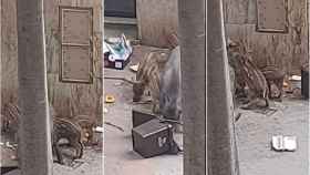 Capturas de pantalla del jabalí y sus crías saqueando la basura de una recogida puerta a puerta / METRÓPOLI