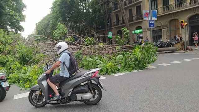 Un motorista rodea el árbol que se desplomó el martes en medio de la calle Aragó / METRÓPOLI