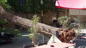 El árbol caído en el Raval sobre la terraza donde se encontraba la mujer que ha resultado herida / CEDIDA