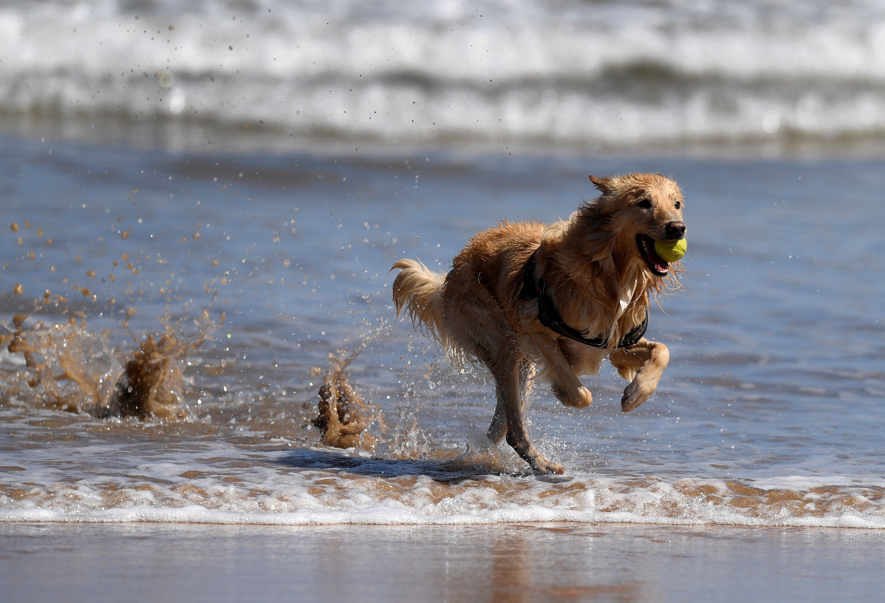 Un perro juega con una pelota en una playa habilitada para perros / EFE