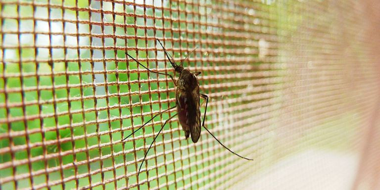 Insecto en una mosquitera 