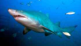 Imagen de un tiburón toro en el mar