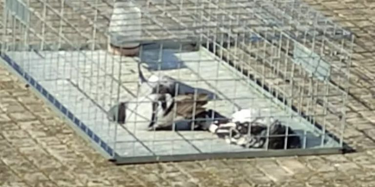 Las tres palomas muertas en la jaula del tejado del Ayuntamiento de Sentmenat / CORAZÓN DE PALOMA
