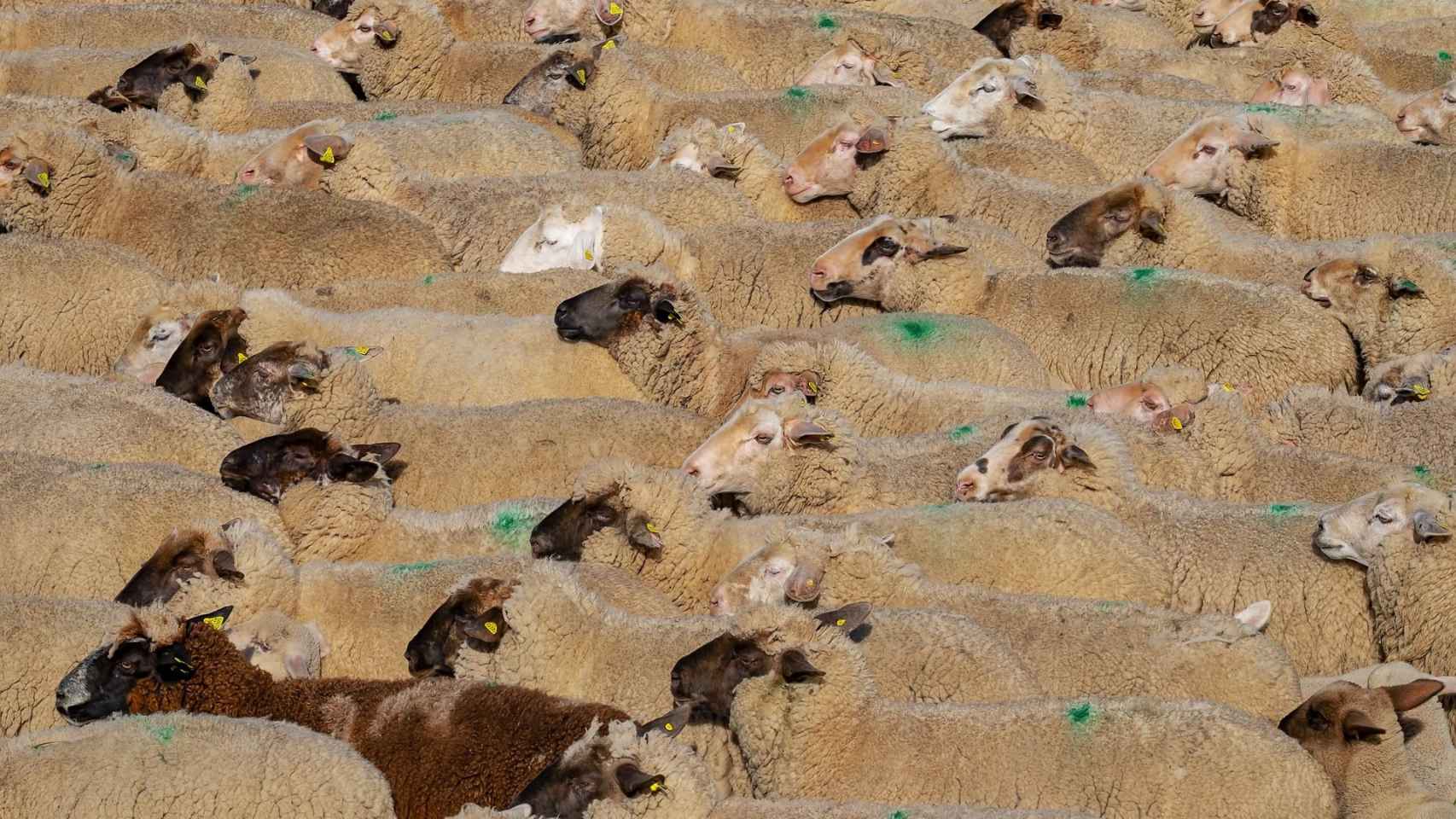 Un rebaño de ovejas en una explotación ganadera. / PIXABAY