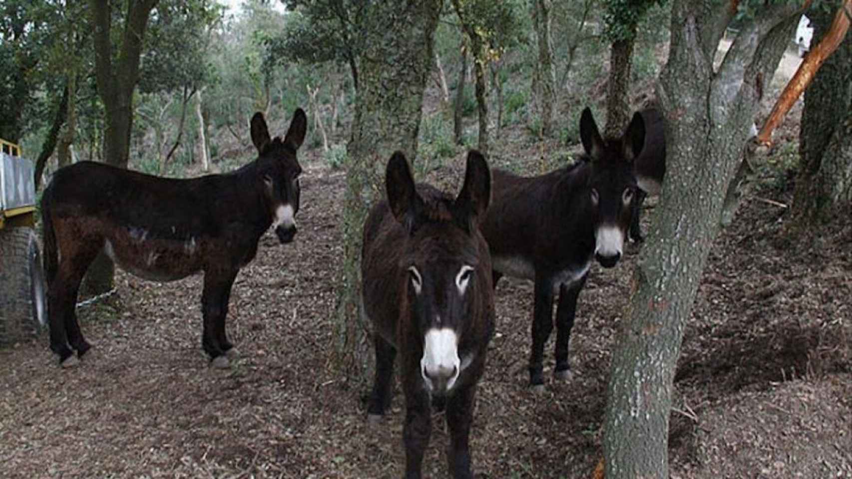 Pasto de burros en Collserola años atrás / ARCHIVO