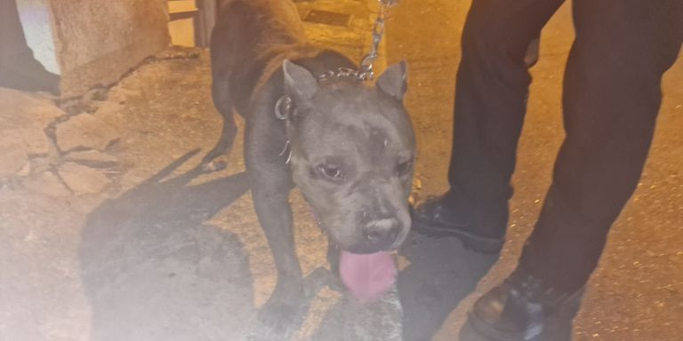 Imagen del perro rescatado por la Guardia Urbana / TWITTER GUARDIA URBANA