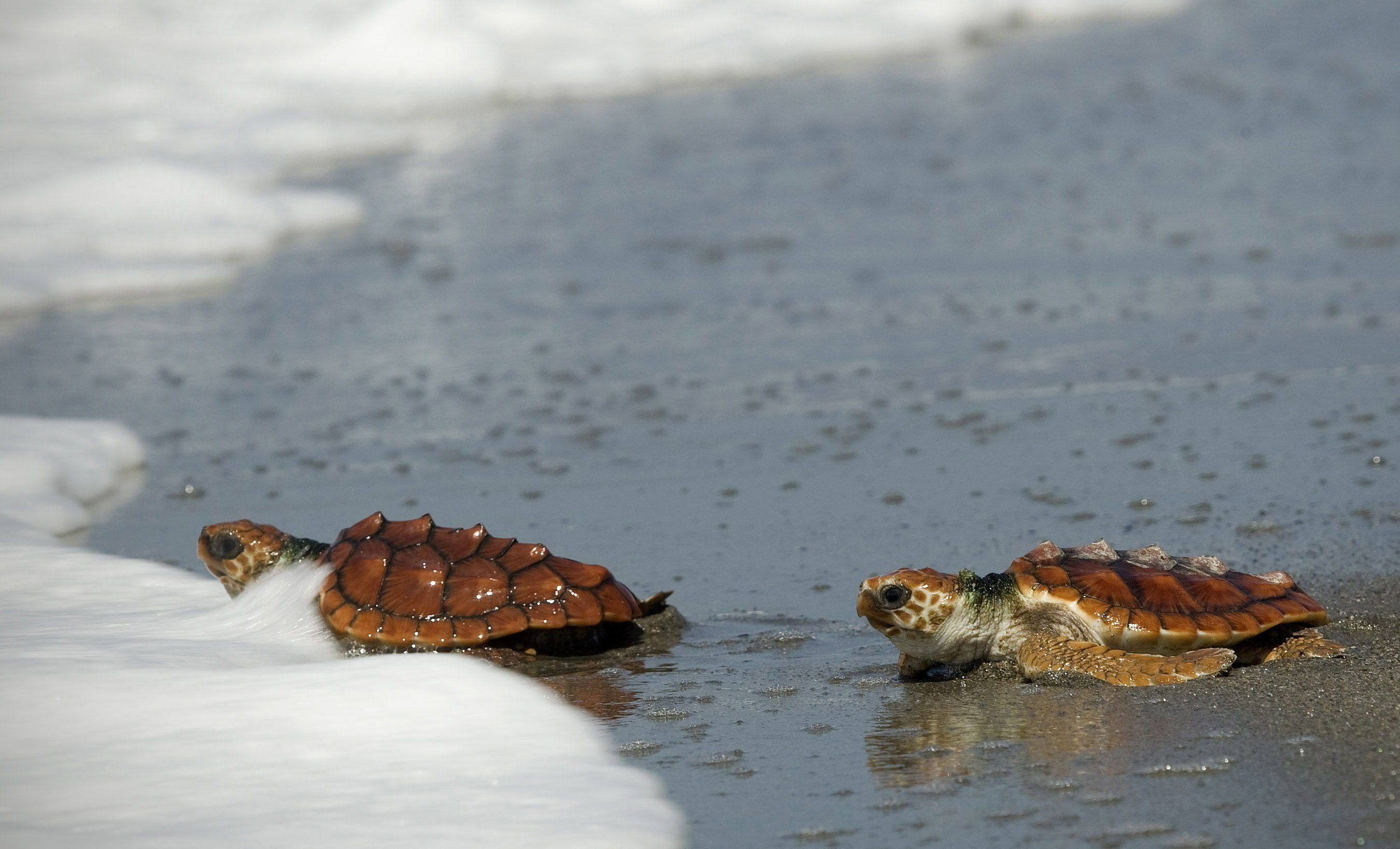 Dos ejemplares de tortuga boba en la playa / EFE
