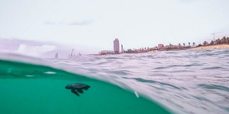 Un ejemplar de tortuga boba nada por la playa de Barcelona