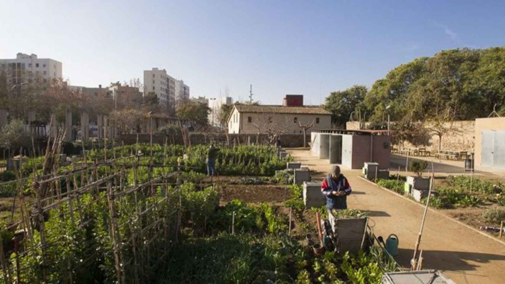 Huertos urbanos en Barcelona: ¿qué cultivar?