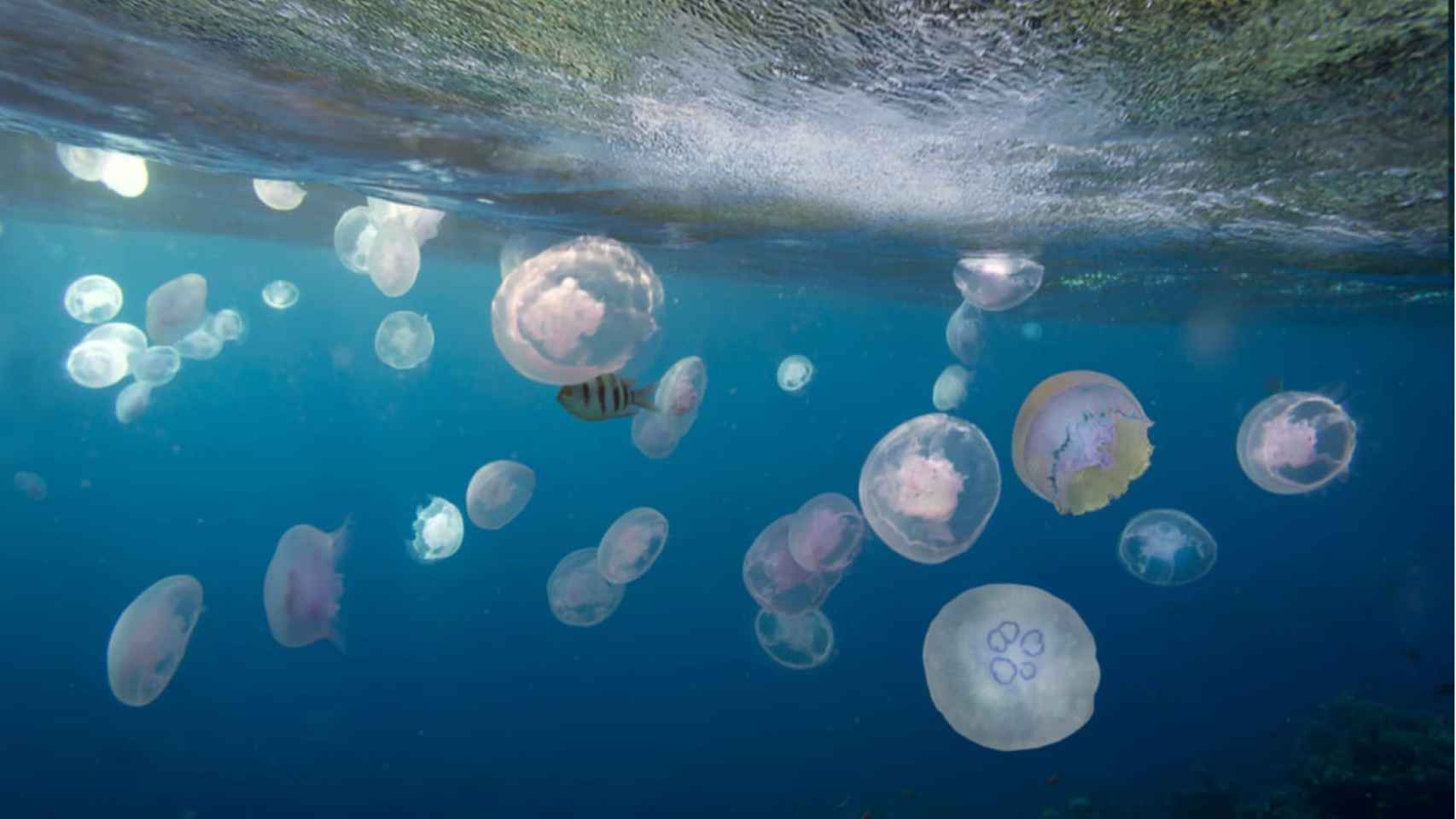 Grupo de medusas nadando en el mar