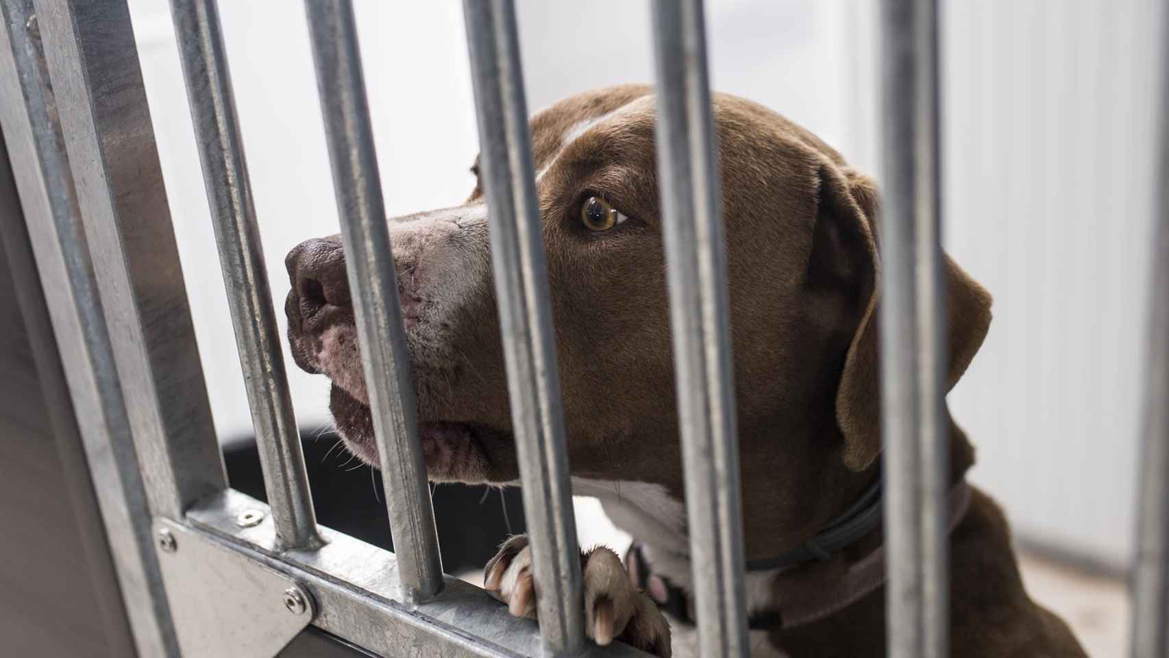 Un perro en un centro de protección animal / EUROPA PRESS - Alejandro Martínez Vélez