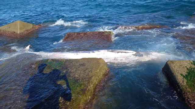 Cetáceo, posiblemente una ballena, encontrada en la playa de Barcelona