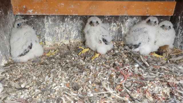 Polluelos de halcón peregrino / PUERTO DE BARCELONA