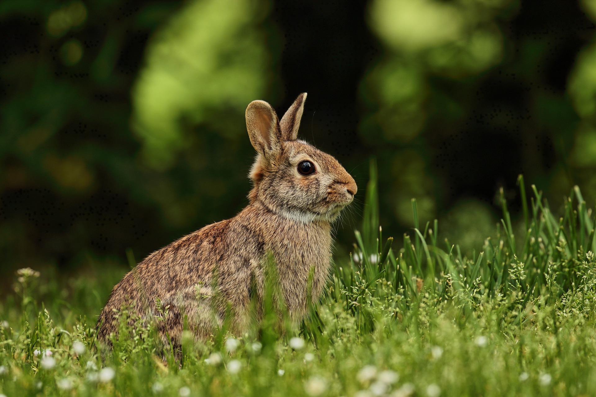 Imagen de un conejo. Alrededor de un centenar de estos animales habitan en el Turó Parc de Barcelona / PIXABAY