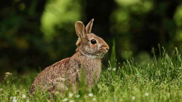 Imagen de un conejo. Más de un centenar de estos animales habitan en el Turó Parc de Barcelona / PIXABAY