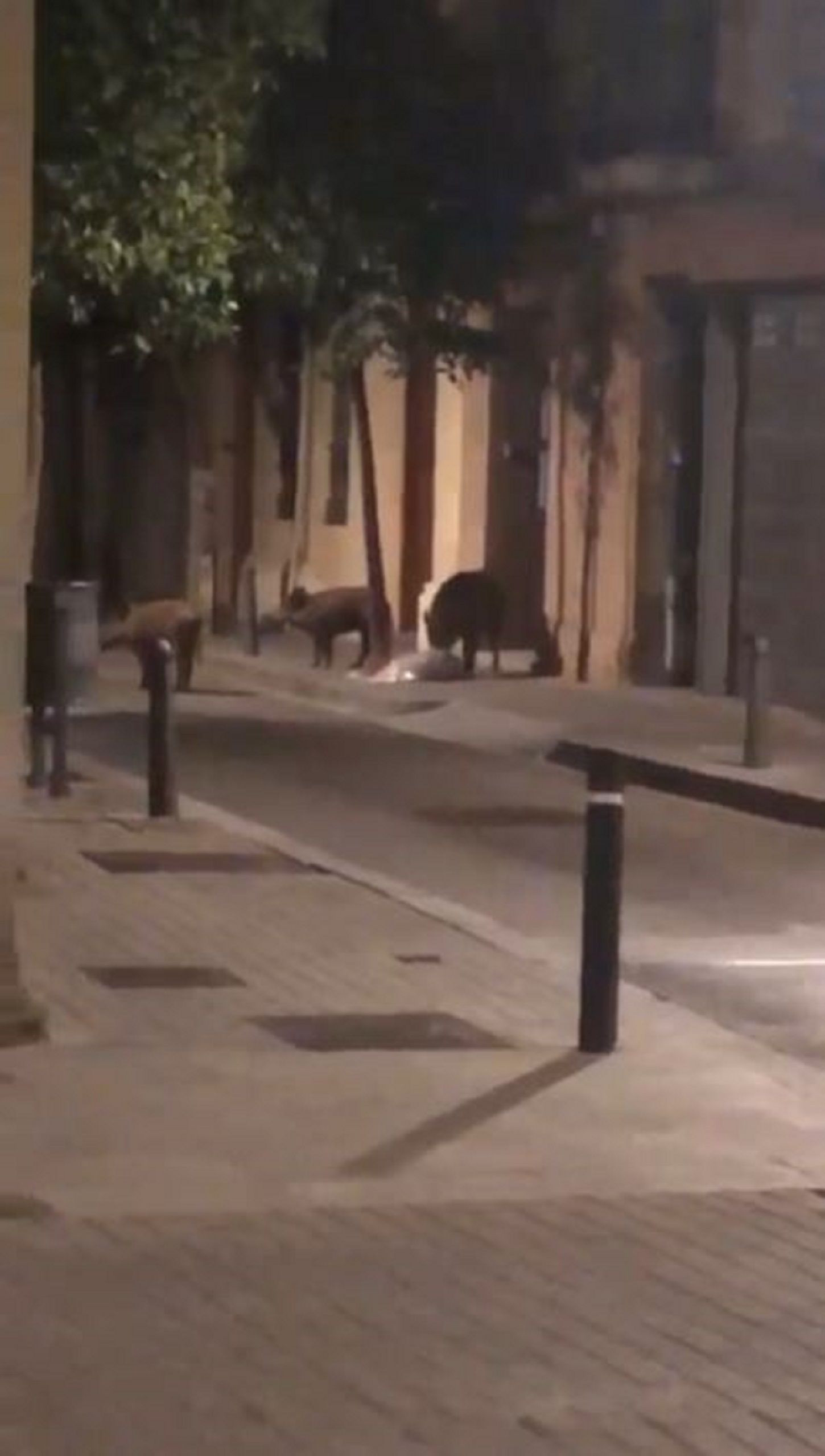 Jabalíes hurgando entre la basura en Sant Andreu / CEDIDA