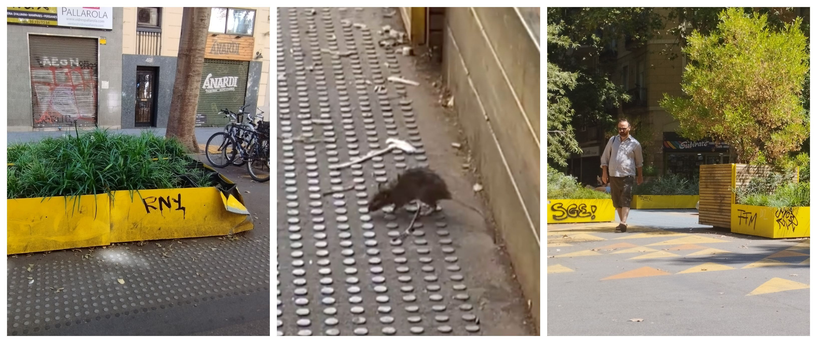 Grafitis y ratas conviven en la 'superilla' de Sant Antoni de Barcelona / METRÓPOLI