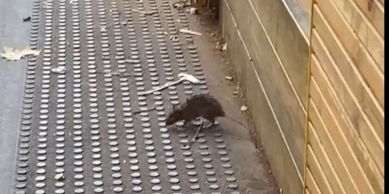 Una rata merodea por la 'superilla' de Sant Antoni el pasado 25 de agosto / @CuidemSantAntoni