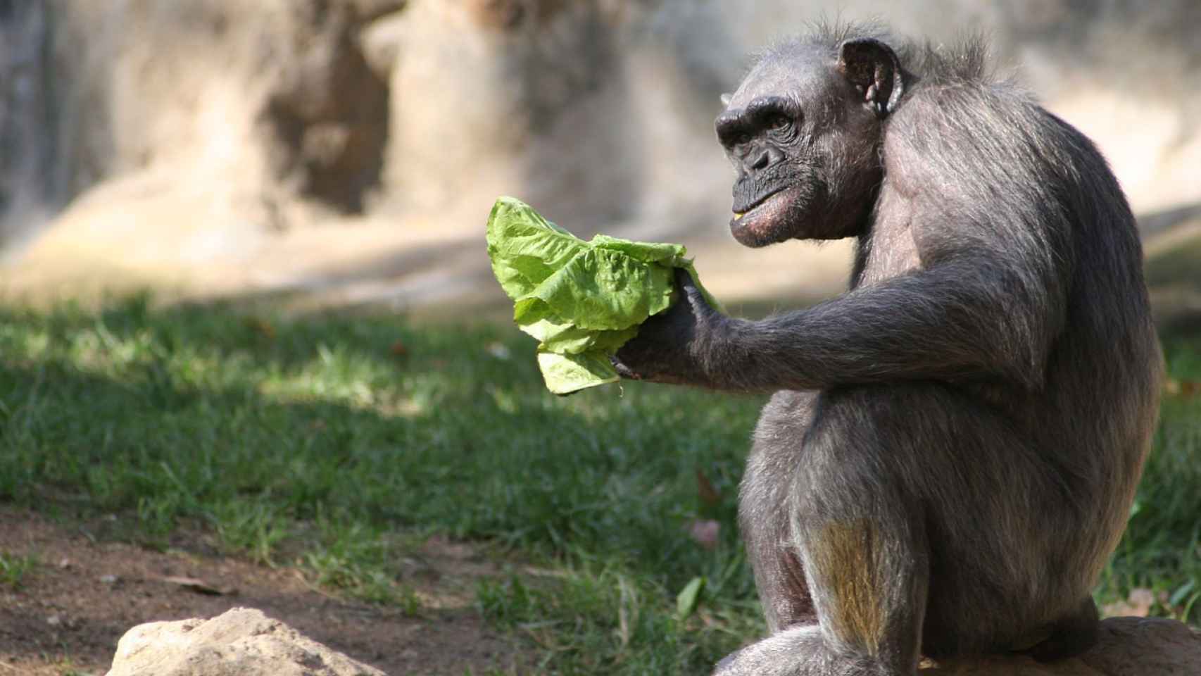 Un chimpancé del Zoo de Barcelona sujetando hojas de lechuga / ZOO DE BARCELONA