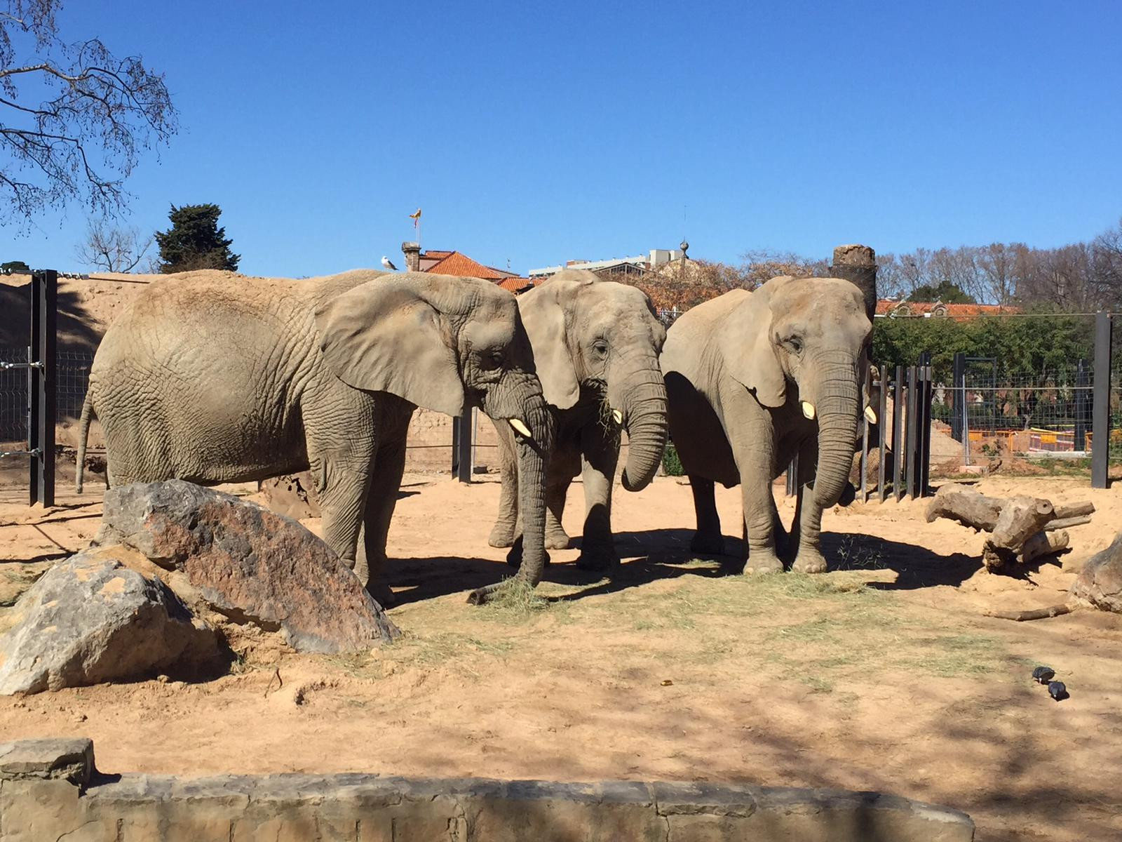Susi, Yoyo y Bully, elefantas del Zoo de Barcelona / ARCHIVO ZOO