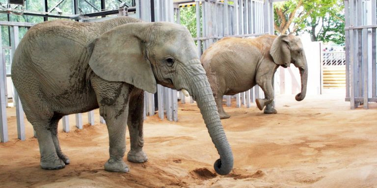 Las elefantas en el Zoo de Barcelona / ZOO DE BARCELONA