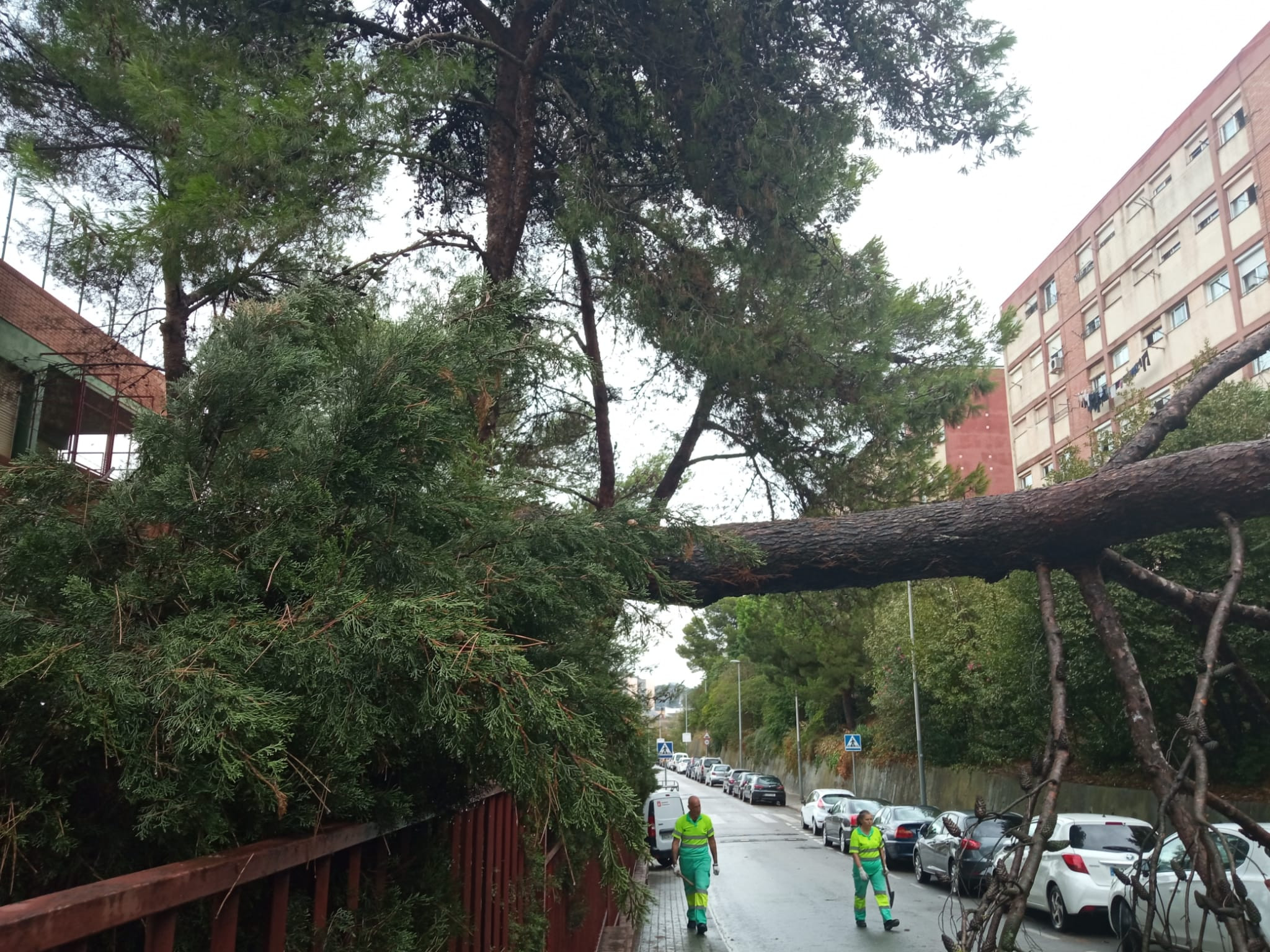 Imagen del árbol caído en Ciutat Meridiana / CEDIDA