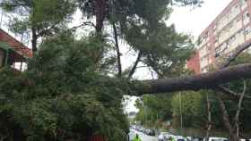 Imagen del árbol caído en Ciutat Meridiana, un barrio de Barcelona / CEDIDA