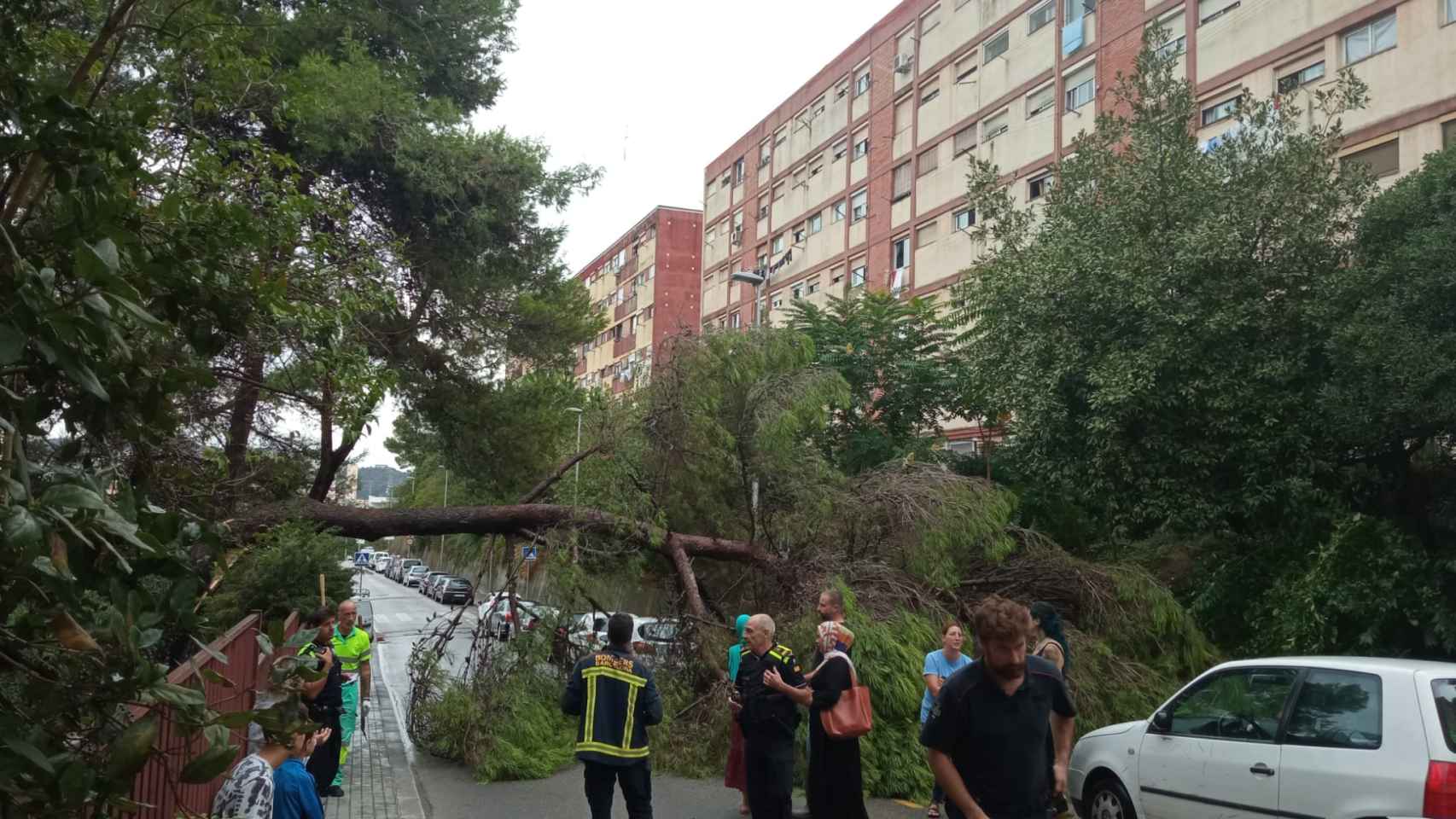Bomberos en la avenida de Rasos de Peguera, en Ciutat Meridiana, con el árbol en mitad de la calle / CEDIDA