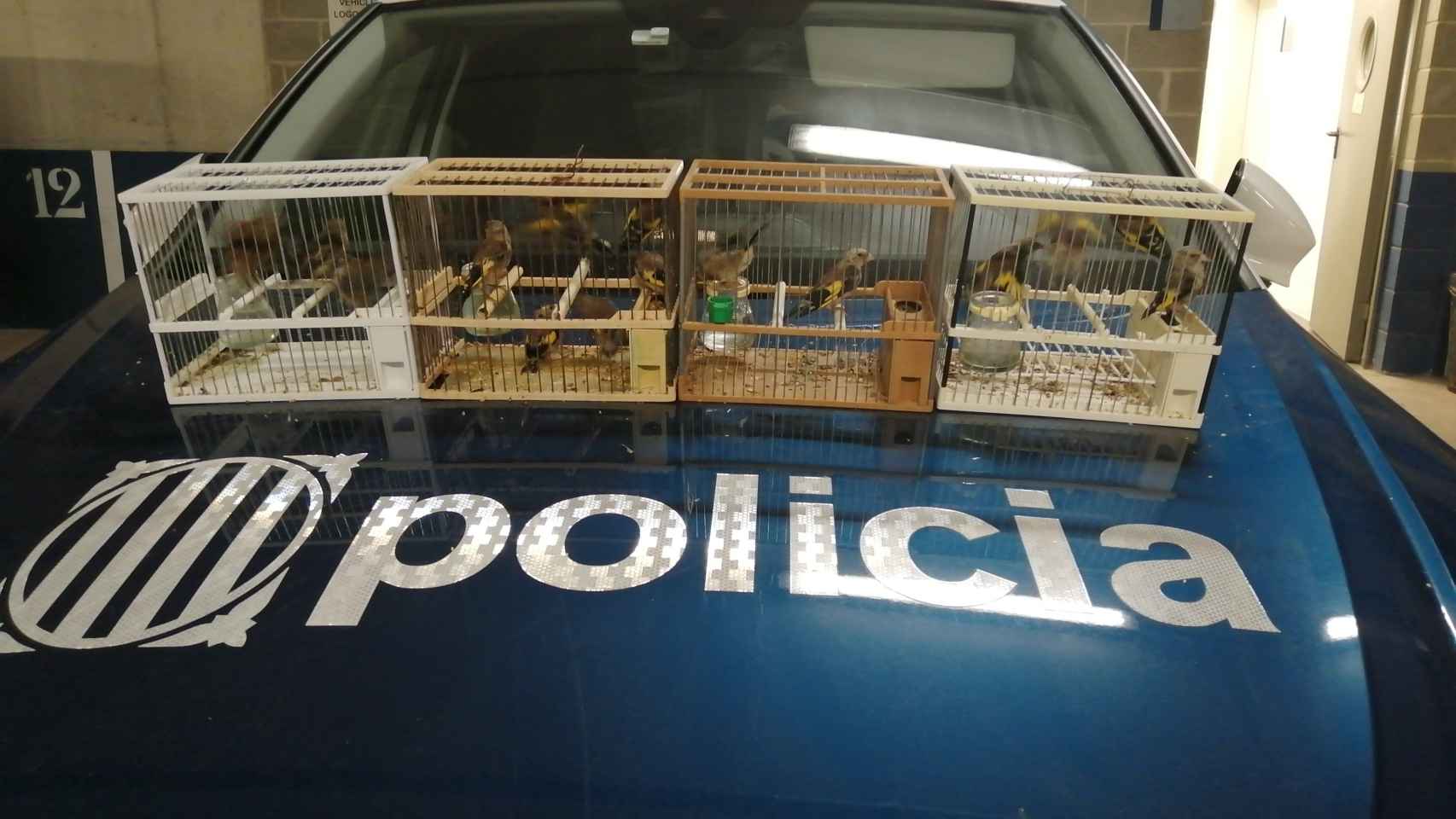 La quincena de pájaros decomisados en Cornellà / MOSSOS D'ESQUADRA